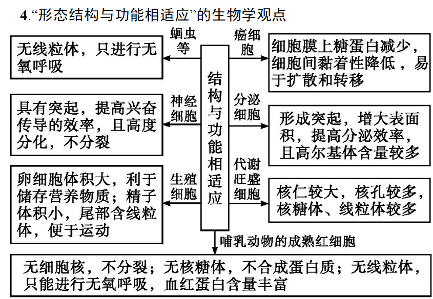 高考生物二轮复习专题1:细胞的分子组成与结构