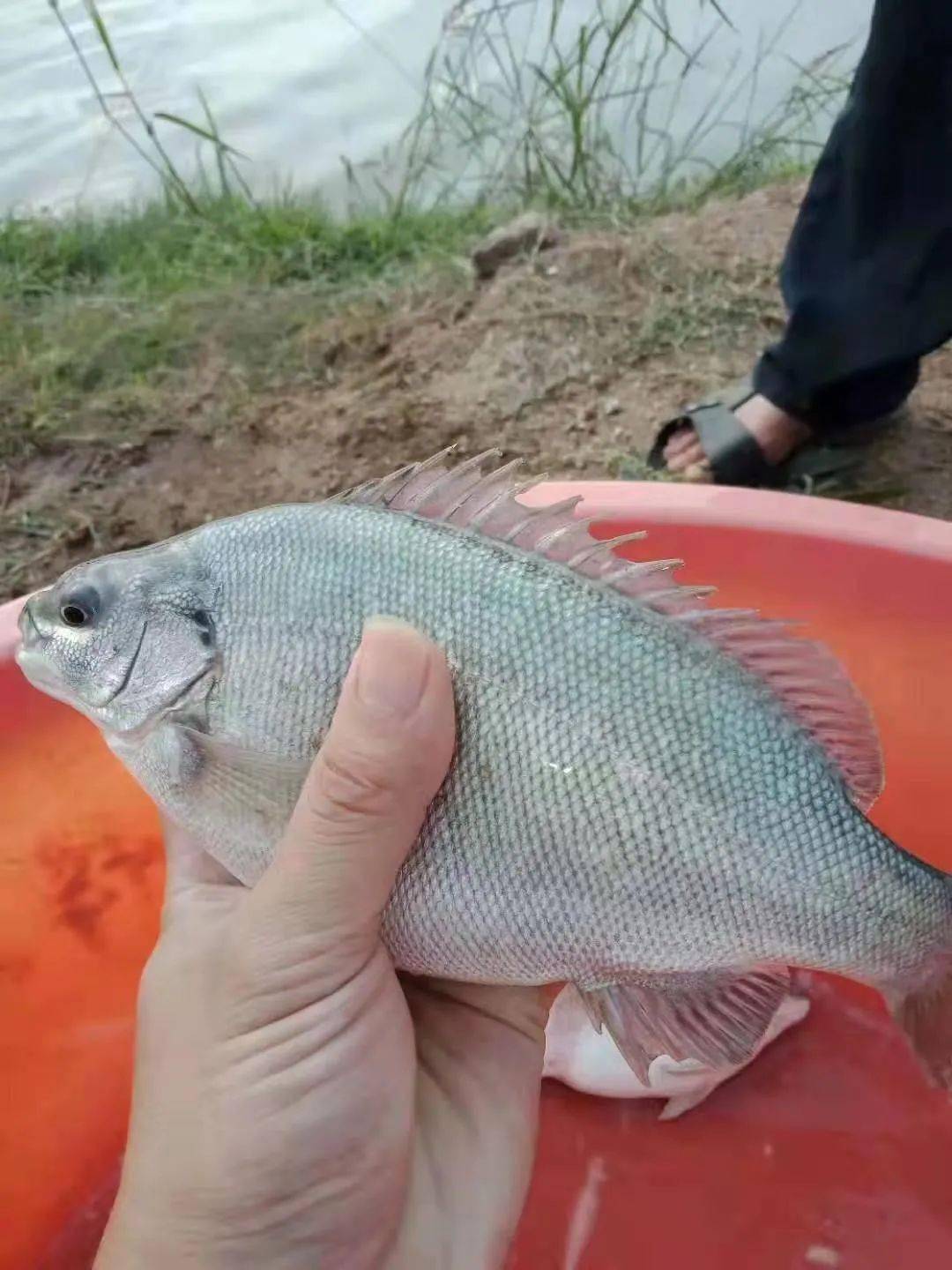 "这条鱼很好养","1亩赚1万"!这条"宝藏"淡水鱼,又有新玩法!_养殖