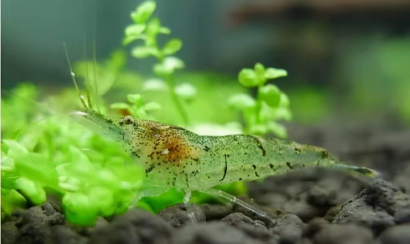 鳑鲏能除藻吗 a978a6facdad463d9393d618a050cced.jpeg