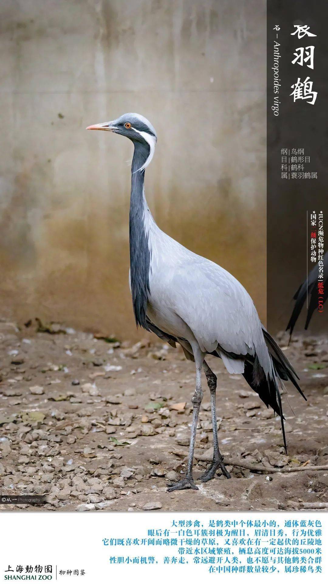 仙风道骨一探鹤轩