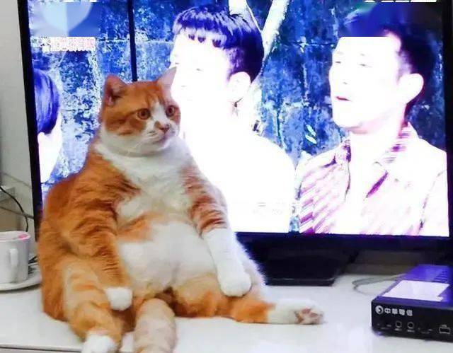 猫咪叫声吸引猫咪的注意力 ab771c5dda9045c3880fab0fb874ee9d.jpeg