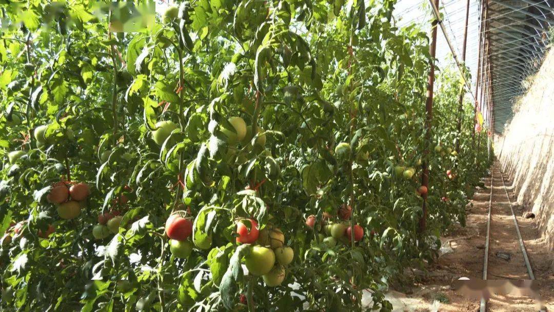 朝阳地镇涛轩种养殖专业合作社:西红柿已陆续上市销售
