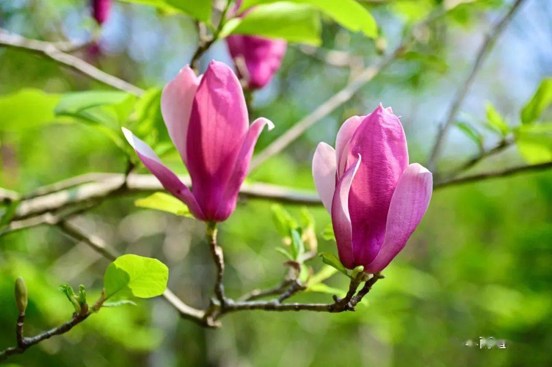 玉树瑶华木兰芳华南植物园木兰科植物画展