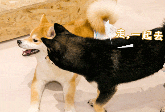 「柴犬咖啡」惊现虹口,n只豆柴等你来撸!