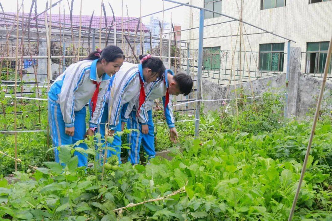 河田小学举行和美劳动教育实践基地揭牌活动