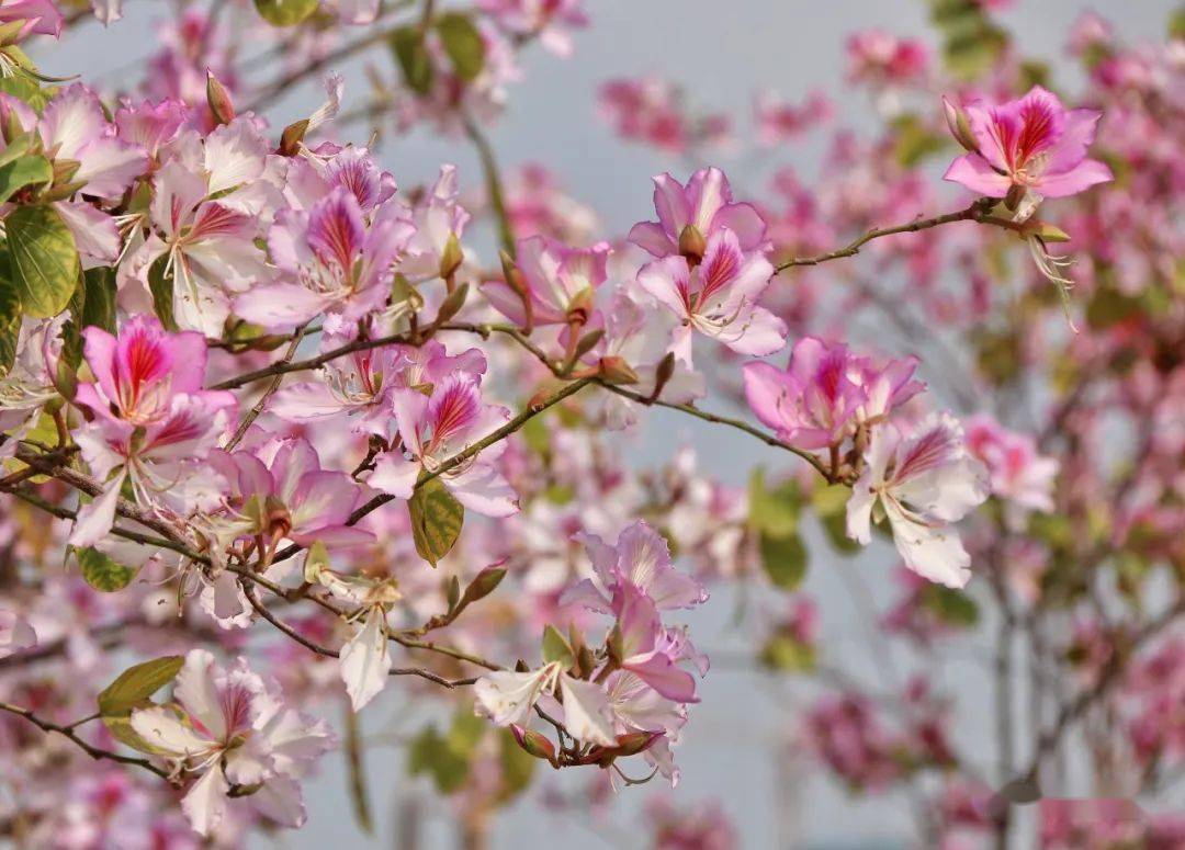 市儿童公园等春光不等人快去赏花吧~林碧鸿 摄来源来源:揭阳日报返回