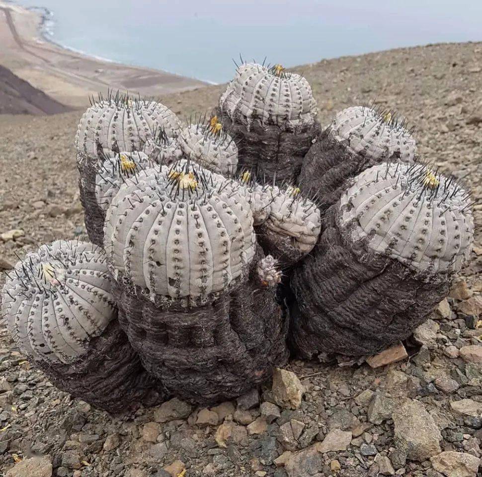 智利近海岸的仙人球们龙爪球属copiapoa