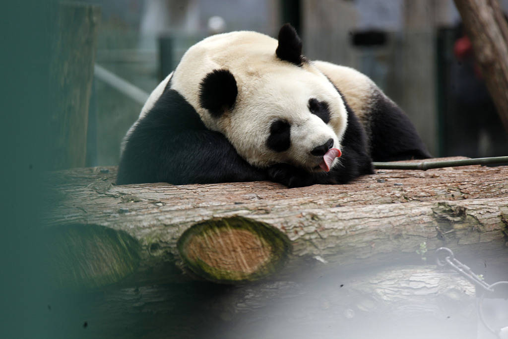 南京红山森林动物园大熊猫萌态可掬