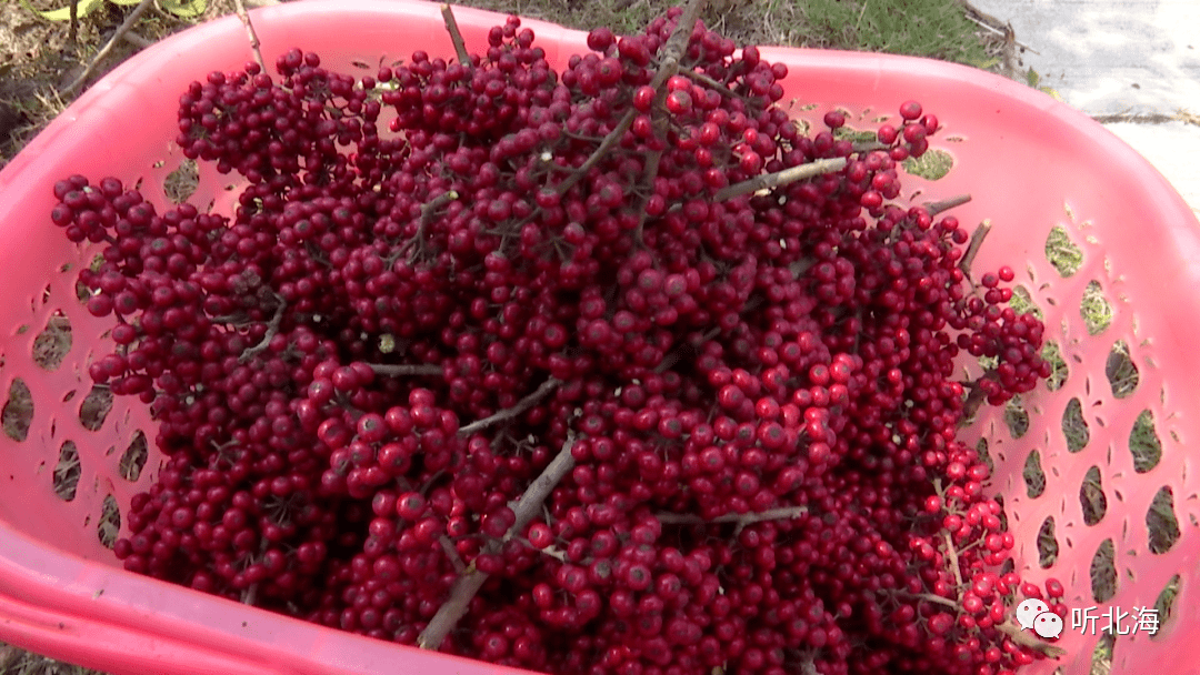 金花茶與龍膽果交輝相映合浦的養生遊約嗎