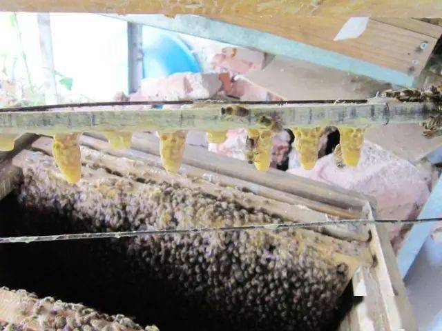 培育蜂王全过程 怎样人工培育蜂王