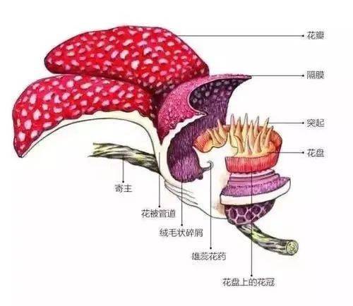 大王花是一种肉质寄生草本植物,寄生于植物的根,茎或枝条上,无叶绿素.