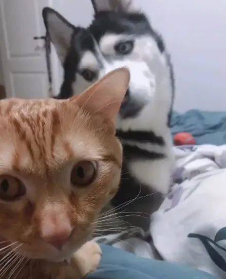 当橘猫和哈士奇一起久了后,猫咪就变成这样了,好沙雕!