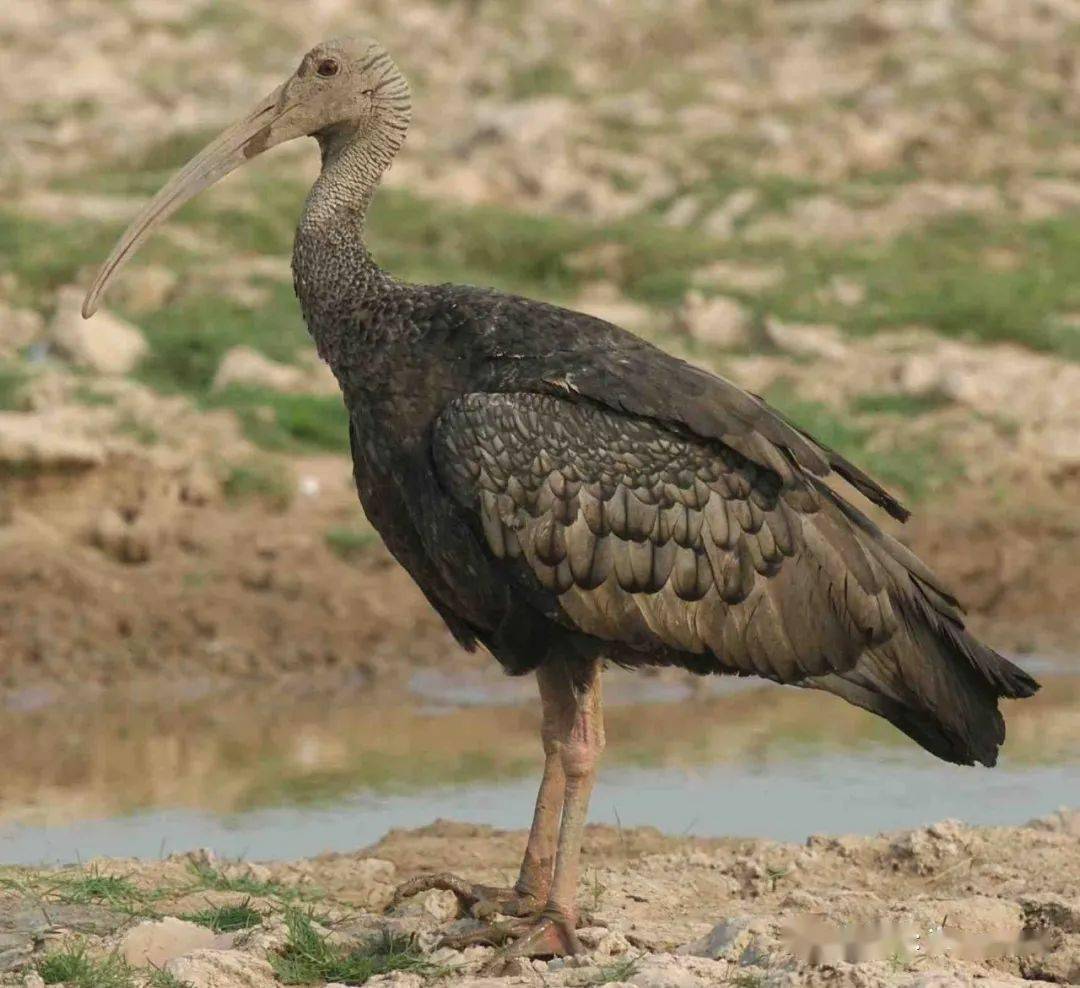 大鹮(huán),是鹮科大鹮属下的单形种,主要分布于柬埔寨北部,极少量