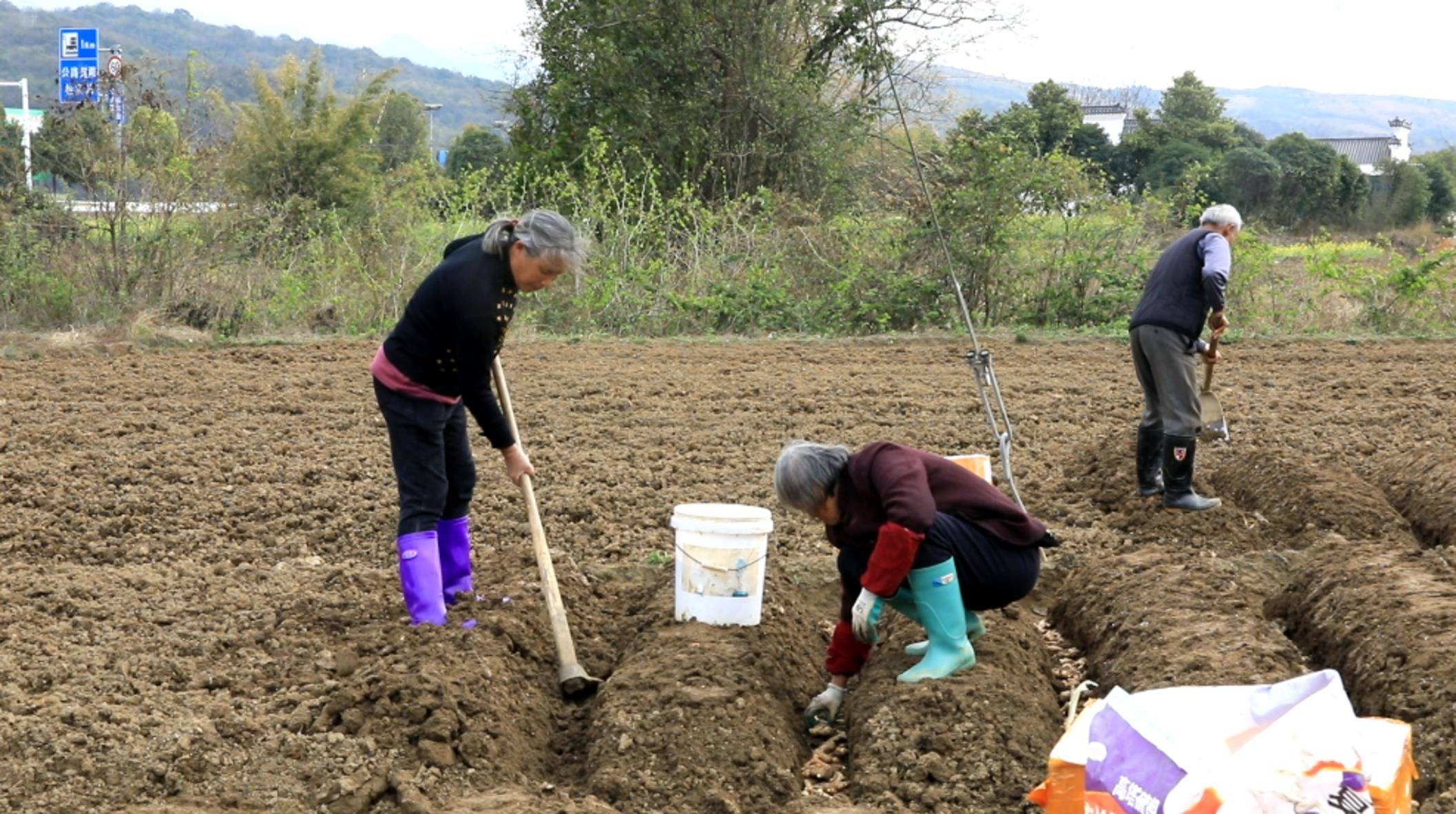 江永小镇村民种姜忙 年产值过亿元