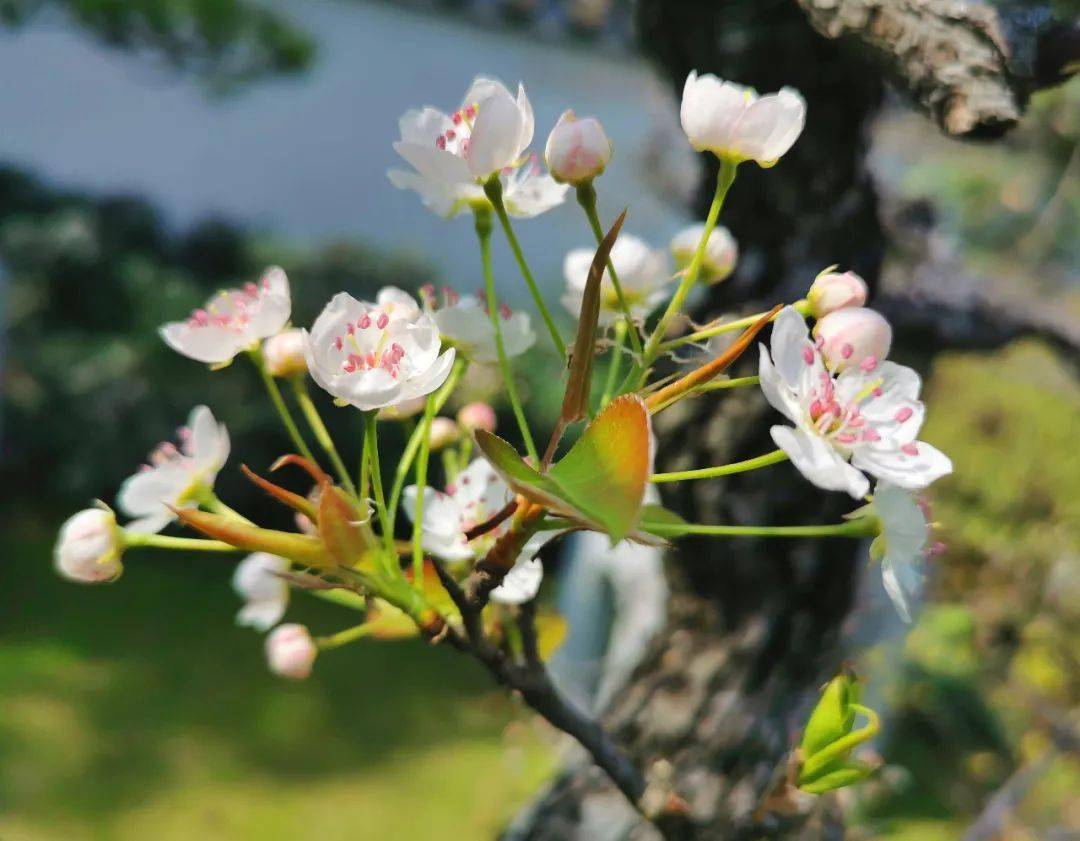 上海植物园迎来梨花盆景初绽白锦无纹香烂漫