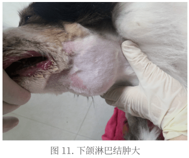 狗狗前腿腋下淋巴结图片