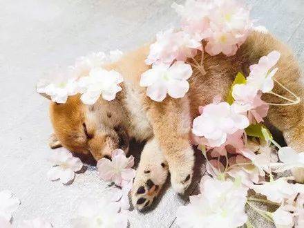 小柴犬到美甲店上班，但每天都在偷懶，老闆卻說：生意還是要靠它！ 萌趣萌寵 第7张