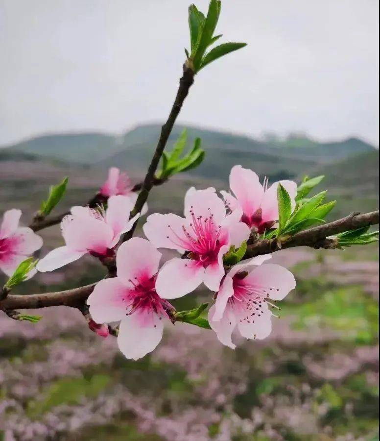 桃花已开安顺开启最粉模式