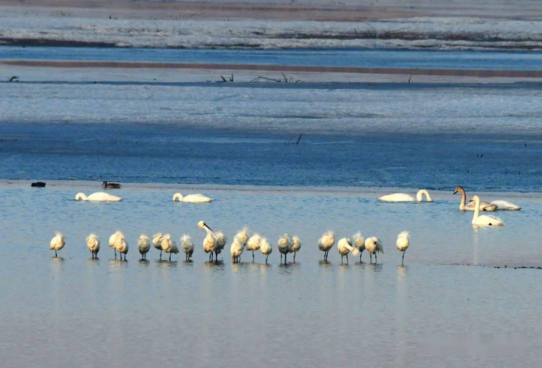 大扁嘴白琵鹭来了