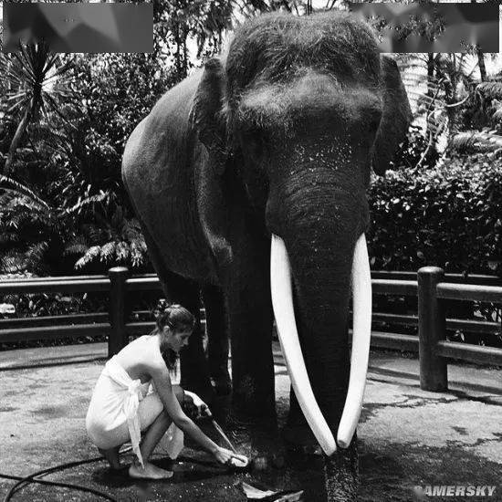 裸骑大象惹争议 辣模alesya kafelnikova删除视频_radeon