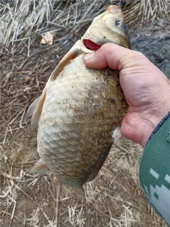 新品试钓草塘钓获野生斤鲫