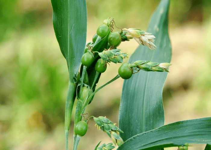 这种植物叫薏苡,别名又叫菩提子,五谷子, 在我国各省均有薏苡,多生长