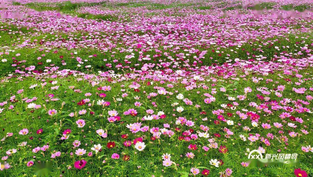 太平悦塘的格桑花朵朵盛开～进入盛花期,田野间绿乱红追的美景,吸引了