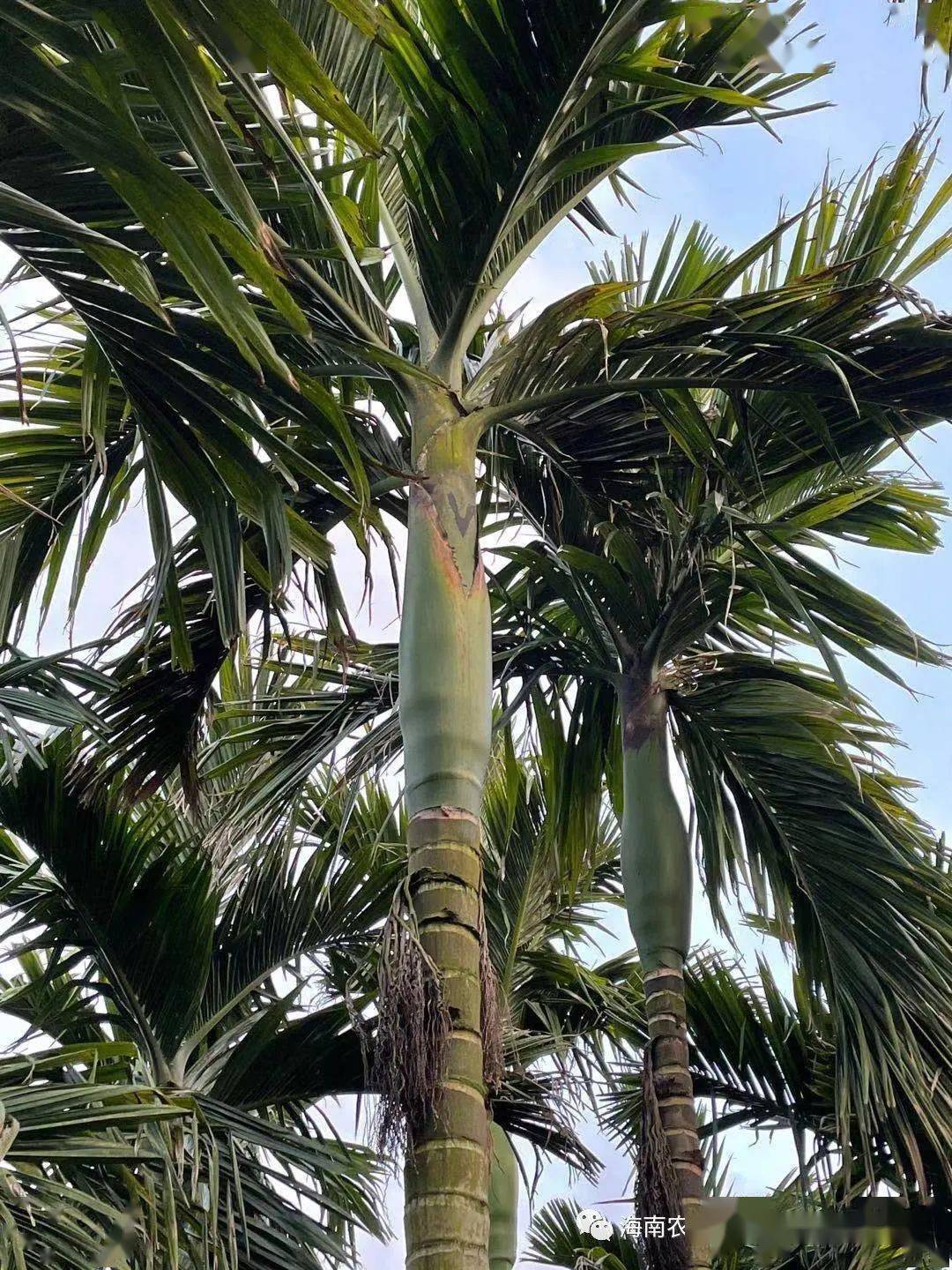 技术指导收藏槟榔高产管理技术要点在这