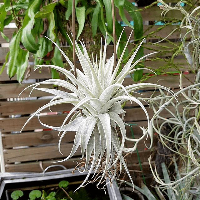 空凤/空气凤梨图鉴——薄纱(tillandsia gardneri)
