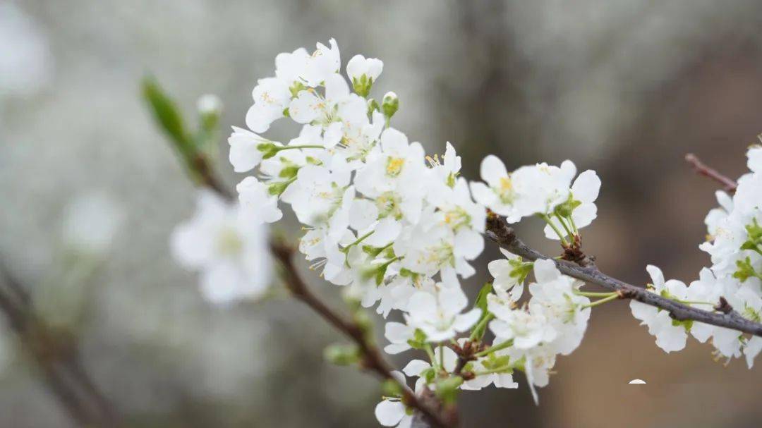 当前,会理县田间地头的"五月脆""蜂糖李""半边红"遍地开花,洁白素雅的