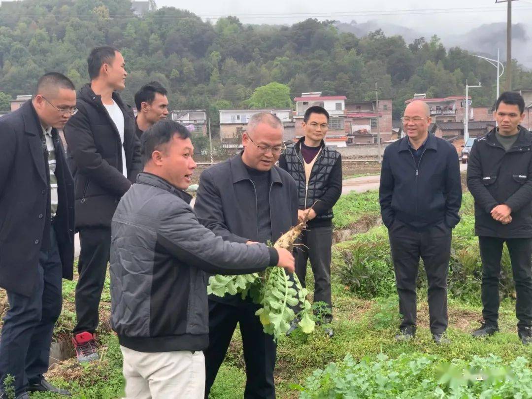 期间,黄常雄一行还实地查看了连官村委会坡头村蔬菜