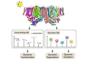 亚基|科学家解析出光系统II复合物的动态光损伤分子机制