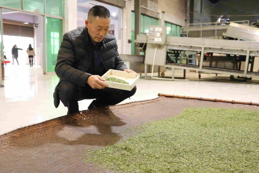 瓊芽盈香喜煞茶葉人採花鄉春茶全面開園