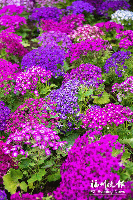 是美醉了~~悄悄换上姹紫嫣红的春日新妆3月的福州