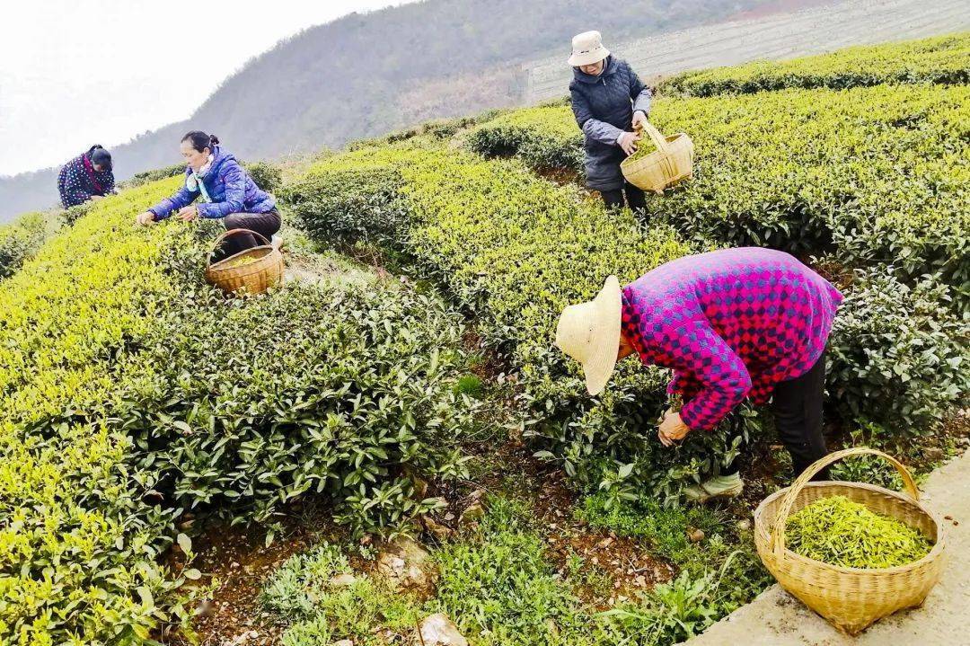 不负好春光茶农采茶忙