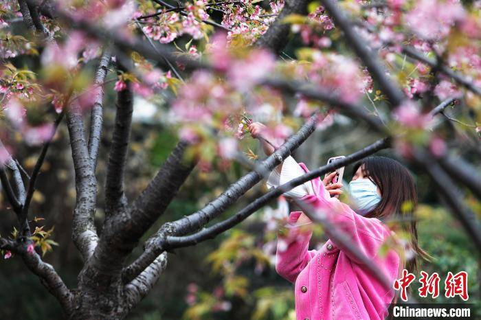 上海：民众户外赏樱享受生活