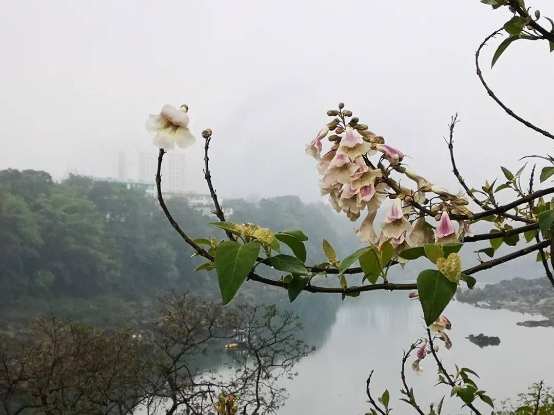 雨中看宜州一番春事到桐花