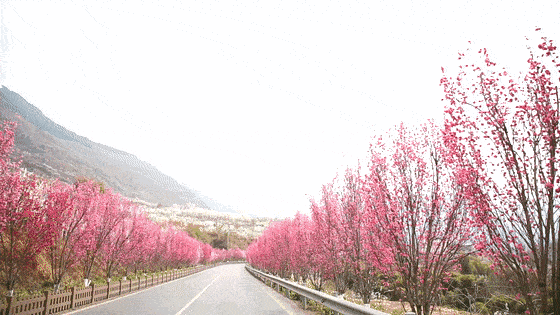 三月春意浓，汉源邀您来赏美景、拍美照、吃美食