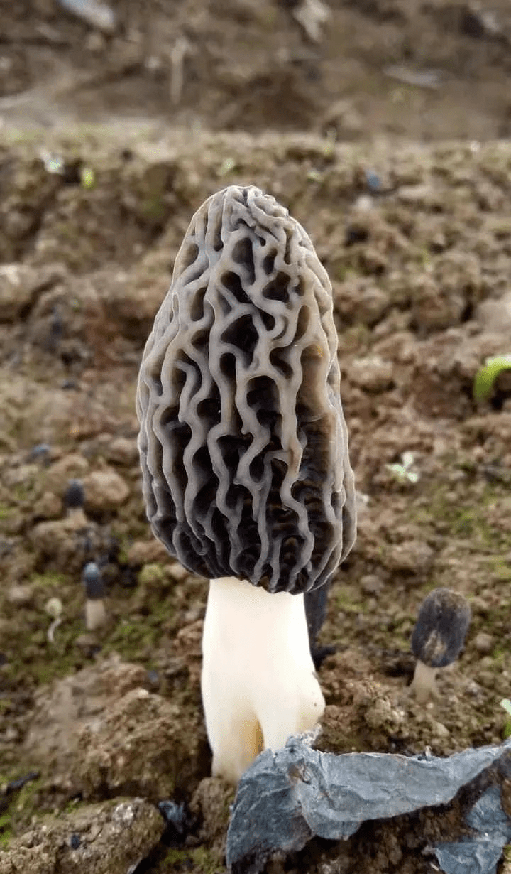 一派生机,一朵朵新鲜羊肚菌破土而出,菌盖饱满肥厚,菌柄光滑如玉,正忙