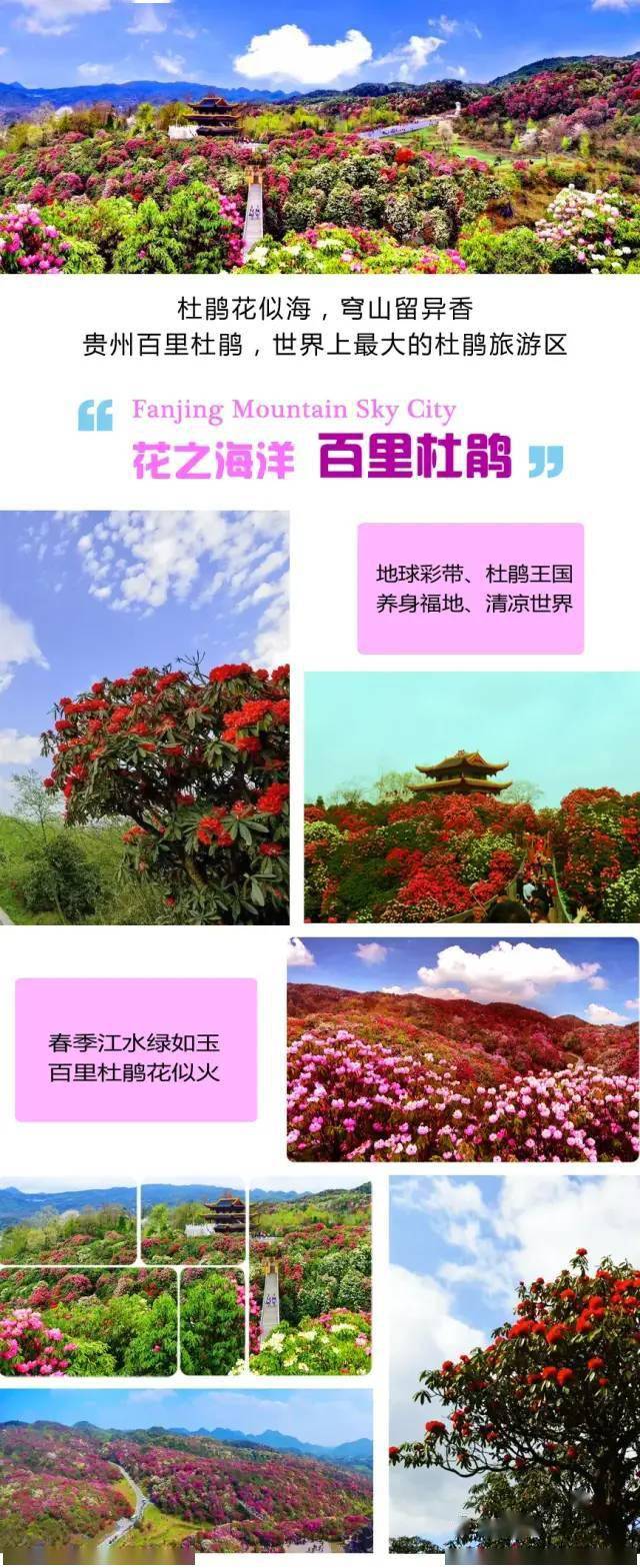 4月花季贵州丨毕节百里杜鹃 织金洞 黄果树 格凸河 乌江源 花溪湿地 End