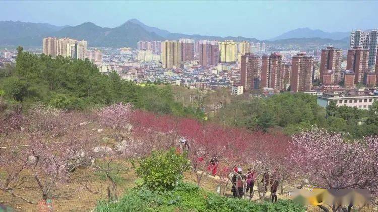 慈利羊角山生态公园不负好春光踏青赏花正当时
