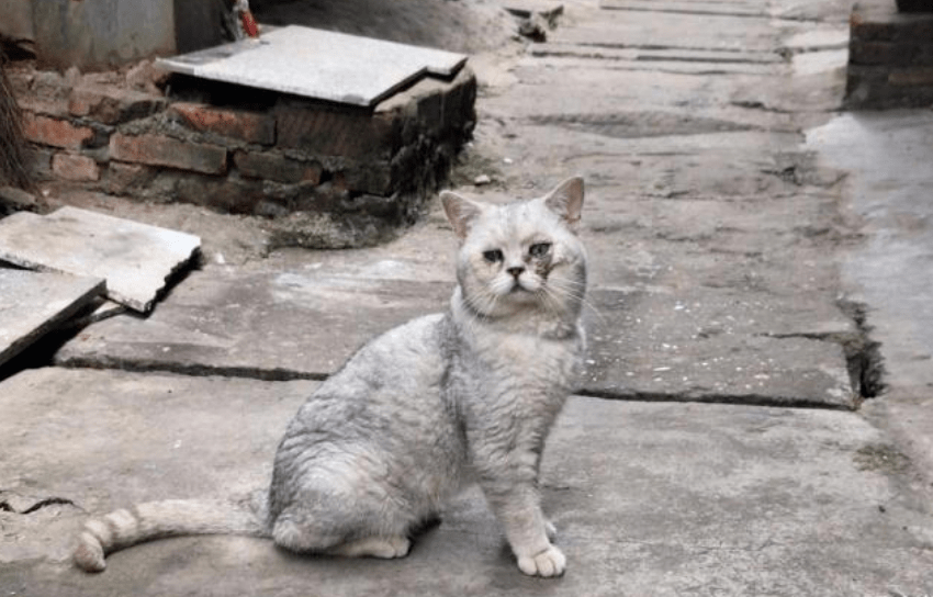 只是对猫咪的一种伤害,对于那些被主人抛弃的品种猫来说,那可是从来就