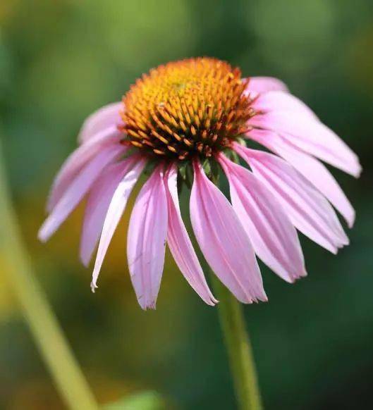 松果菊是一年生吗 a0f90477f27f4c7f9f3172bc66e529a3.jpeg