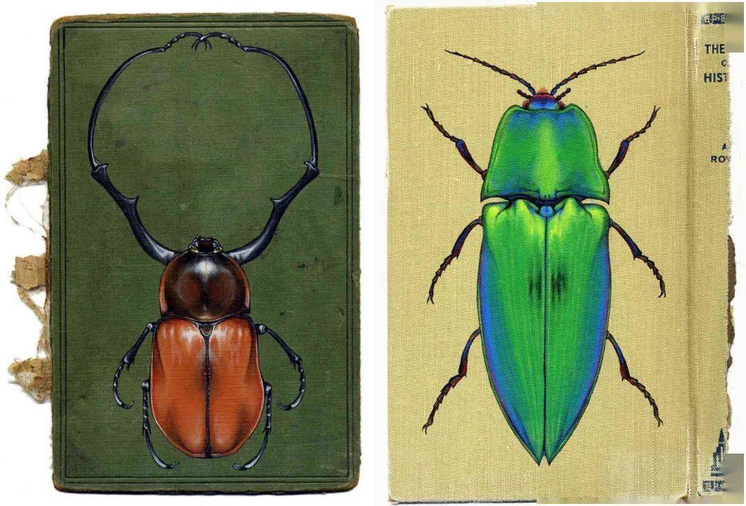 从昆虫身上获得的反重力科学 昆虫学家grebennikov 空腔效应以及悬浮板 自媒体热点