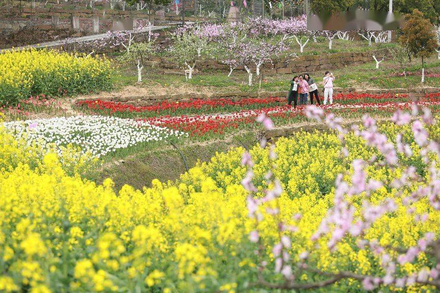 北碚西山坪桃花图片