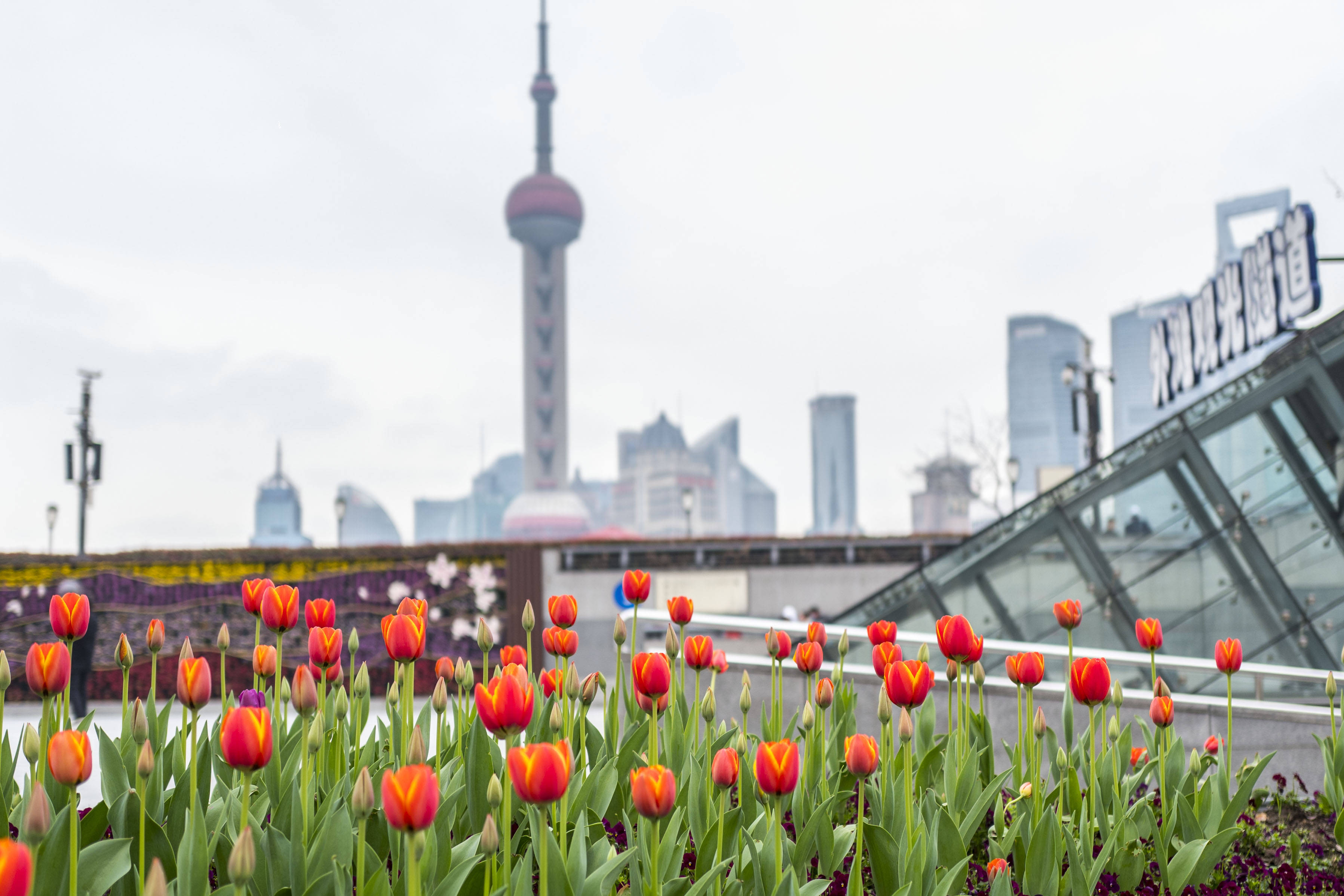 美翻了上海外滩郁金香进入最佳观赏期