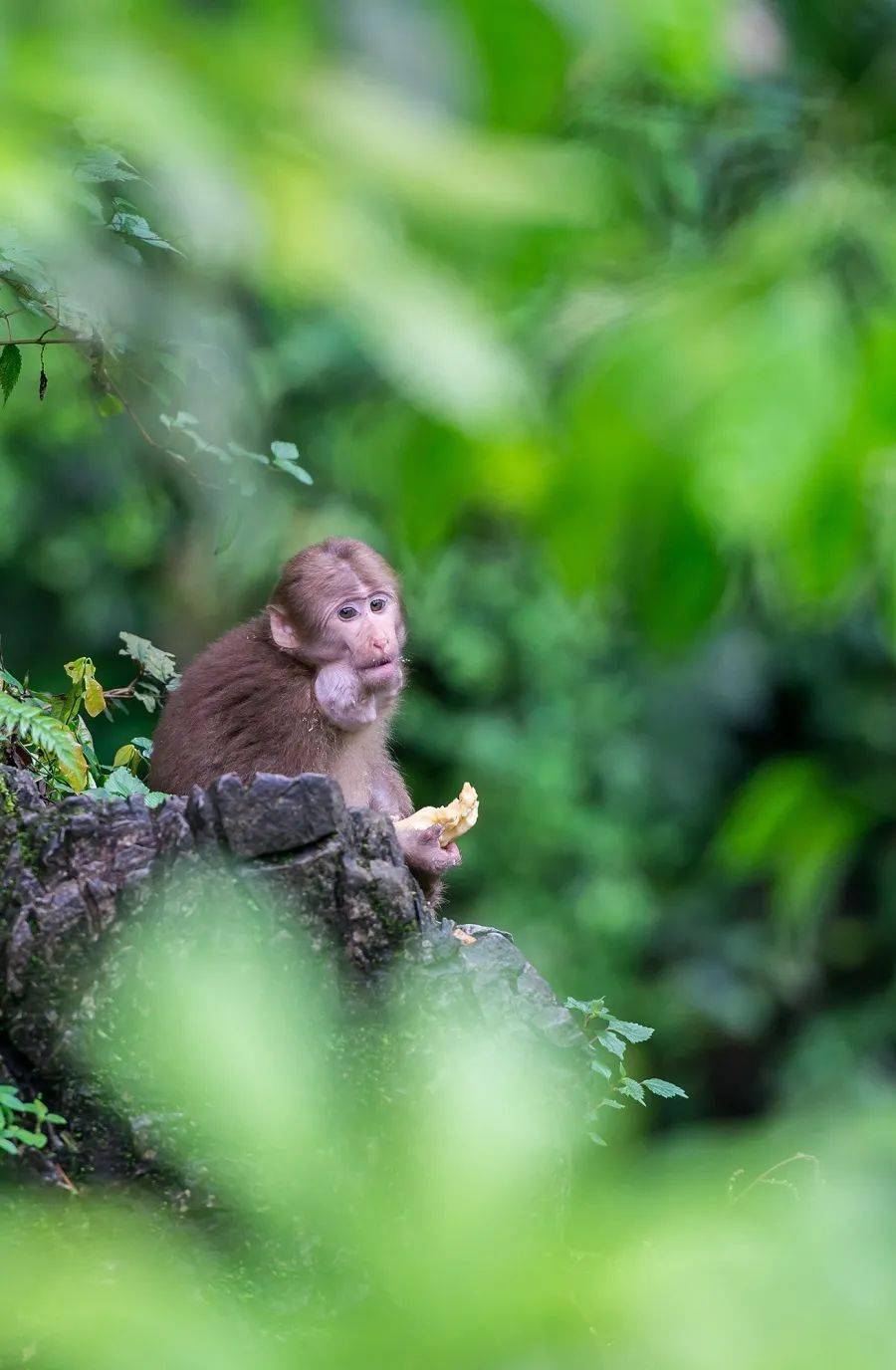 峨眉山灵猴添丁增口这样的萌猴你爱了吗