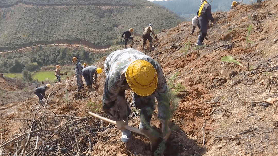 现在这片558亩的采伐迹地上,已经铺上了新绿.