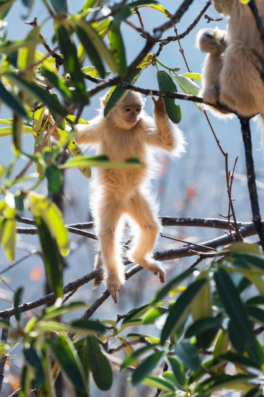 云南滇西北的猴子与雪山