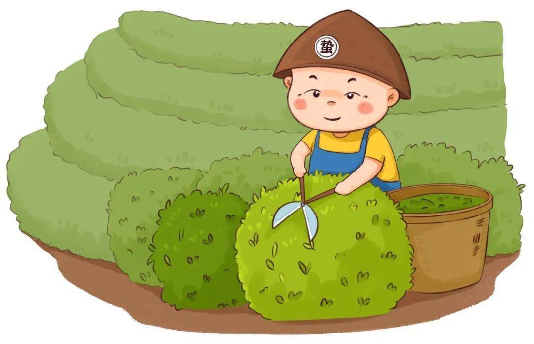 随着气温的回升 茶树也渐渐开始  萌动出芽 应及时对其进行  修剪